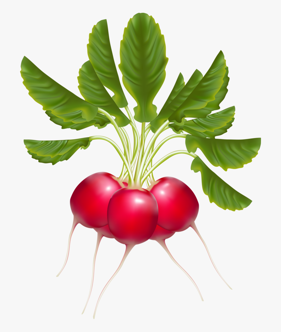 Png Fruit And - Radish Clipart Png, Transparent Clipart