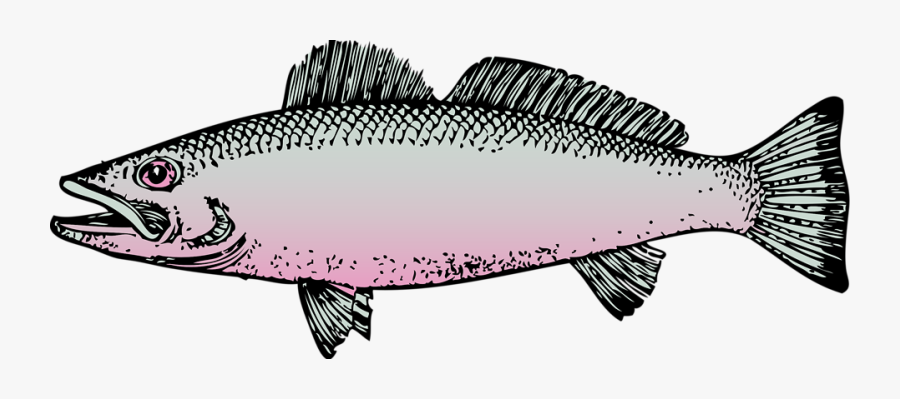 Fish Free Stock Photo - Fish Clip Art, Transparent Clipart