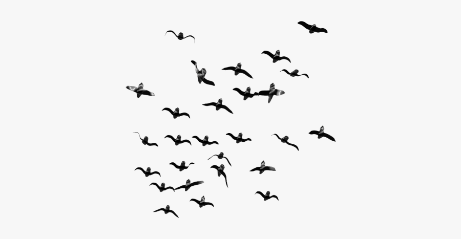 Wildlife Clipart Bird Flock - Transparent Png Birds Flying, Transparent Clipart