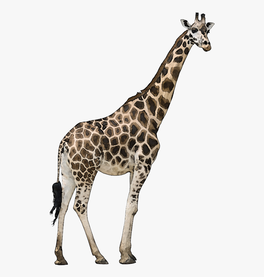 Wild Animal Clipart - Wild Animals Png, Transparent Clipart