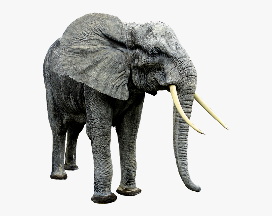 Animals Clipart Png,cartoon A - Big Animal And Small Animal, Transparent Clipart