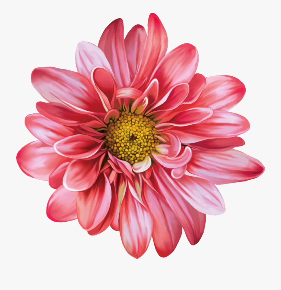 Chrysanthemum Flowers Png Clipart - Transparent Chrysanthemum Png, Transparent Clipart