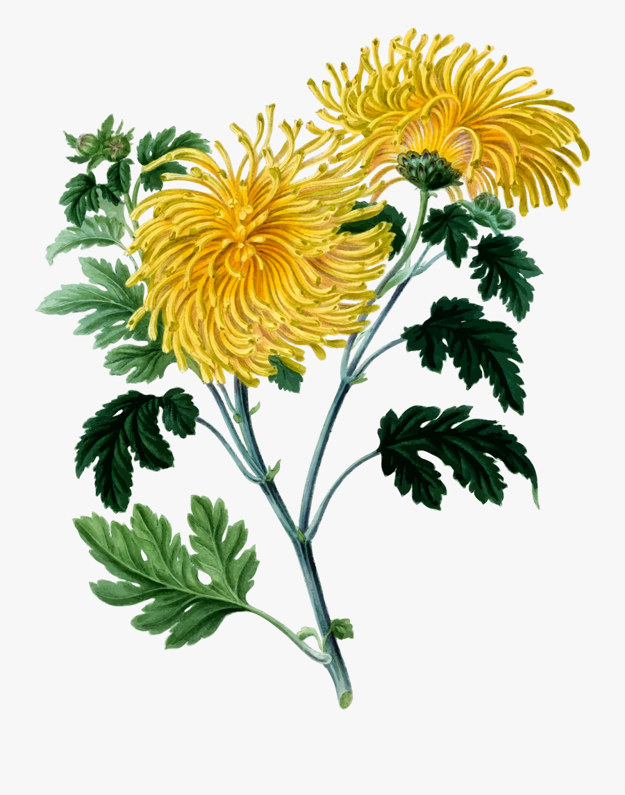 Botany Botanical Illustration - Chrysanthemum Clipart, Transparent Clipart