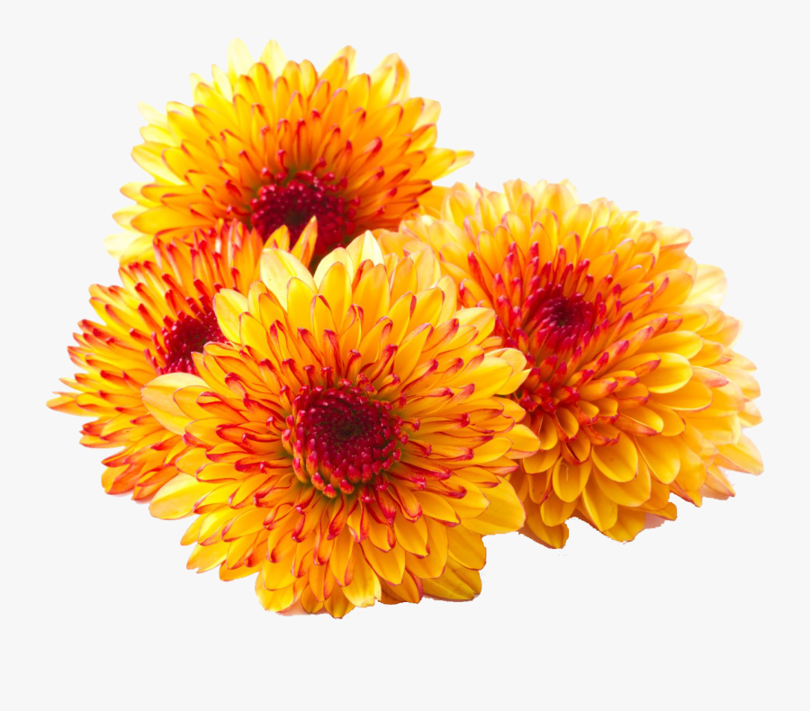 Chrysanthemum Png Photos - Chrysanthemum Transparent, Transparent Clipart