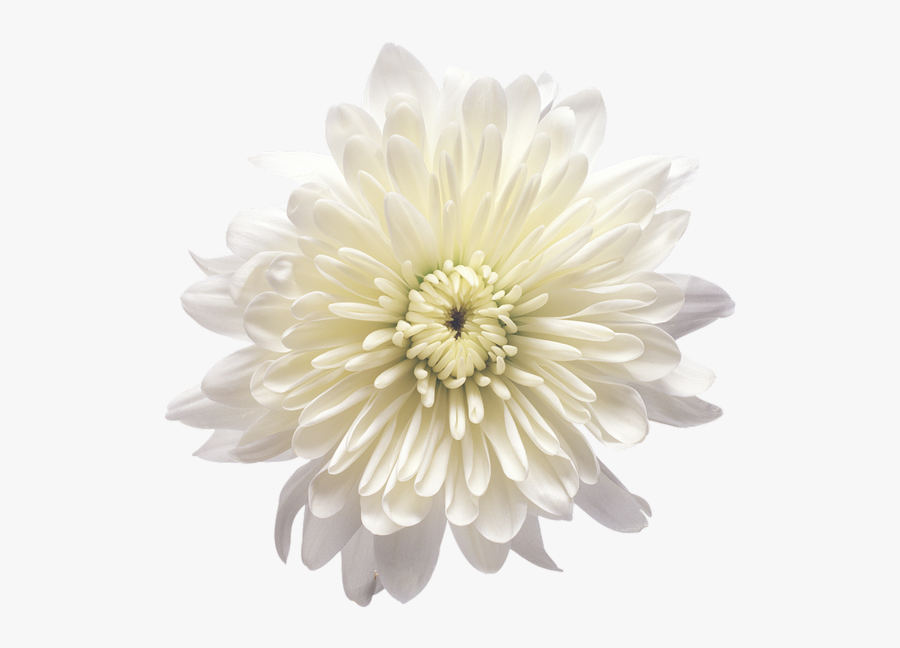 White Chrysanthemum Png, Transparent Clipart