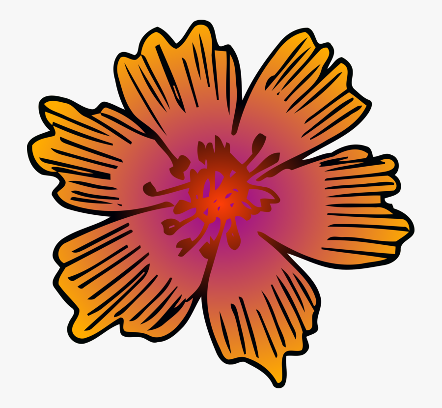 Chrysanths,plant,flower - Barberton Daisy, Transparent Clipart