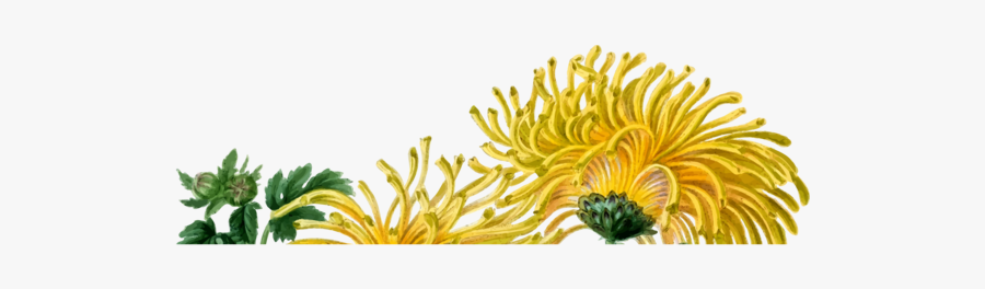 Chrysanths,plant,flower, Transparent Clipart