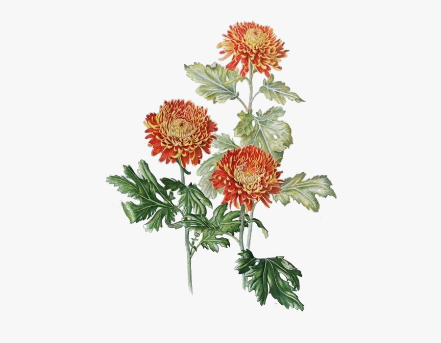 Clip Art Chrysanthemums Drawings - Watercolor Chrysanthemum Png, Transparent Clipart