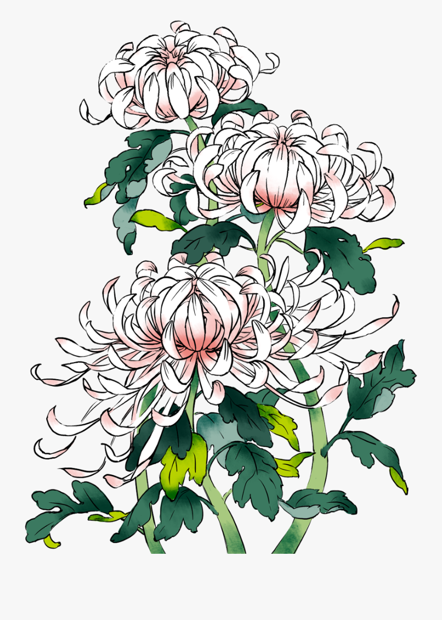 Picture Download Chrysanthemums Drawing Sketch - Chinese Chrysanthemum Drawing, Transparent Clipart