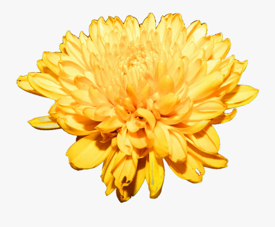 Chrysanthemum Png Free Download - Chrysanthemum, Transparent Clipart
