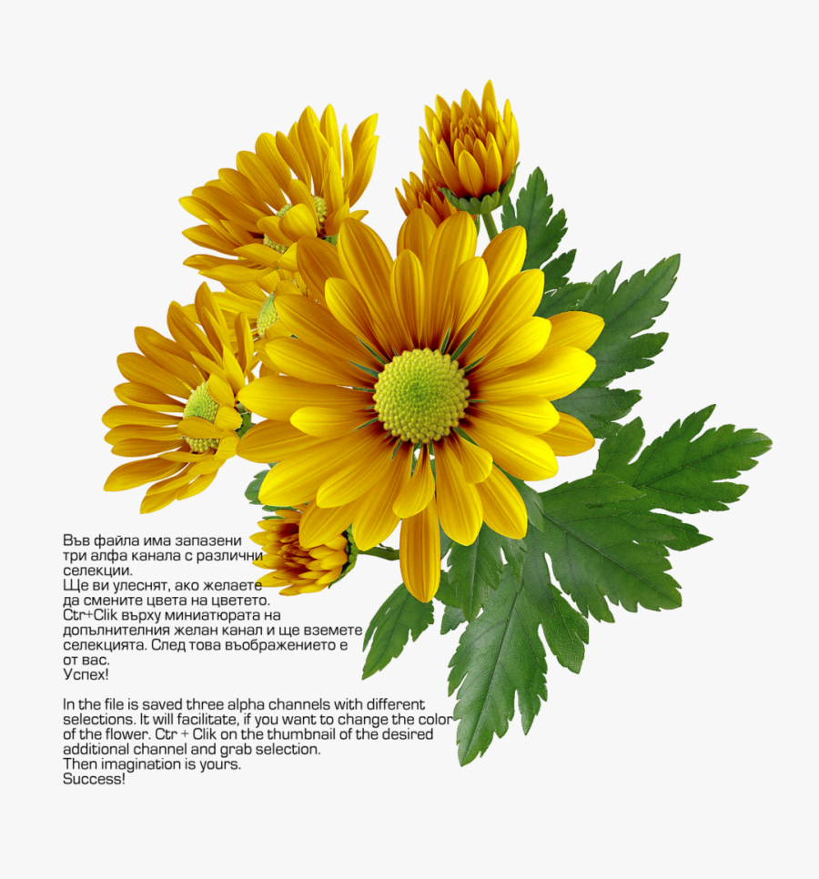 Chrysanthemum Png Transparent Image - Chrysanthemum Png, Transparent Clipart