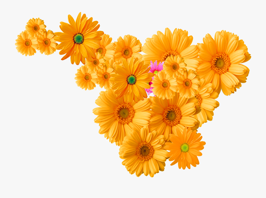 Chrysanthemum Flowers Png Transparent Image - Group Of Flowers Png, Transparent Clipart