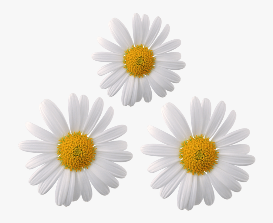 #daisy #flower #flowers #moodboard #galaxy #whiterose - Transparent Daisy Flower Png, Transparent Clipart