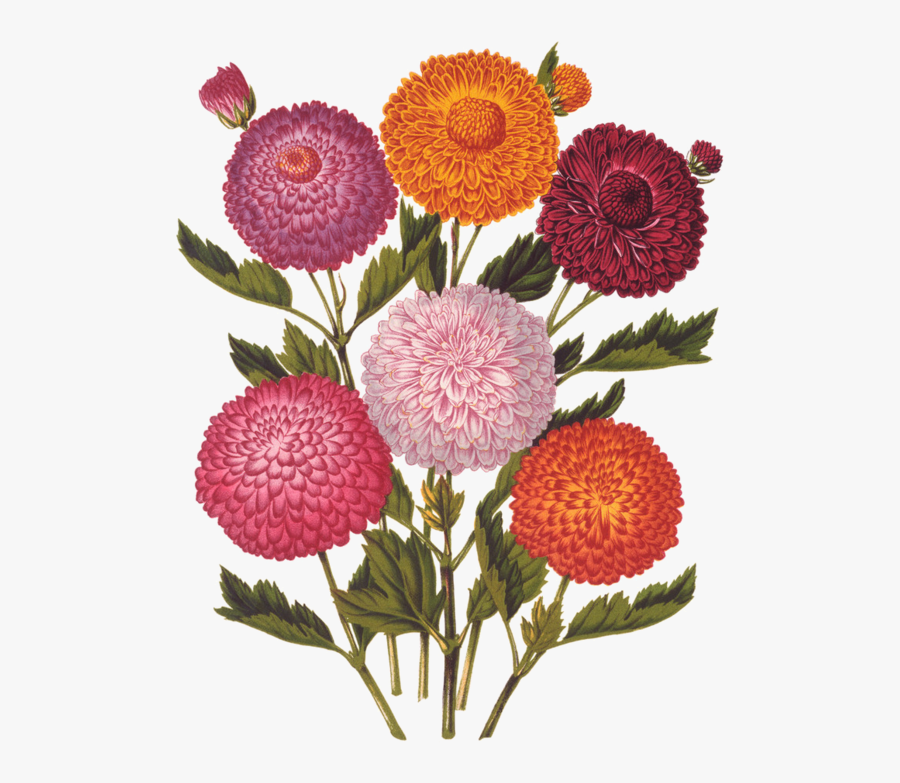 Fleurs, Éclat, Ornement, Flowers, Tubes, Bouquets, - Flower, Transparent Clipart