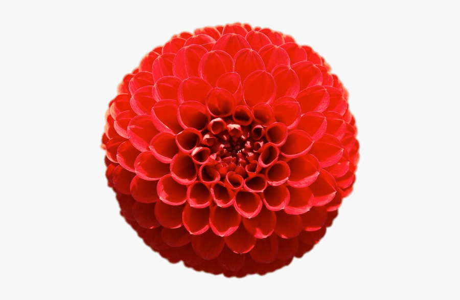 Red Pompom Chrysanthemum - Geometrias En La Naturaleza, Transparent Clipart