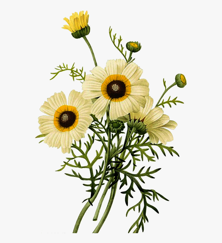Transparent Chrysanthemum Clipart - Daisy Botanical Illustration, Transparent Clipart