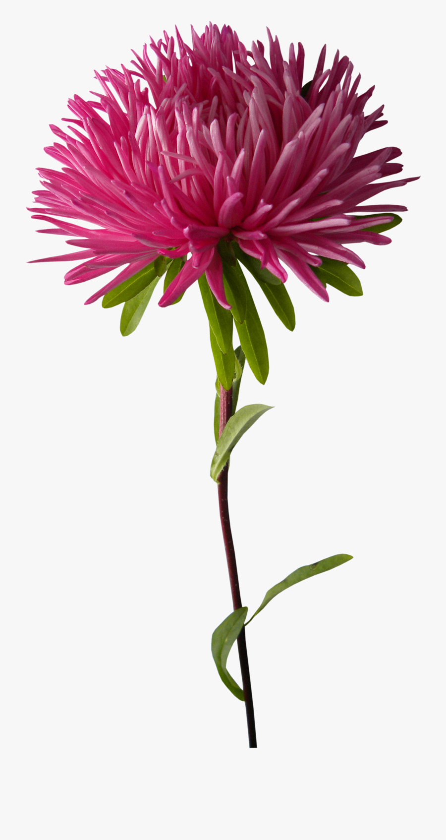 Clip Art Pink Chrysanthemums - Crisântemos Png, Transparent Clipart