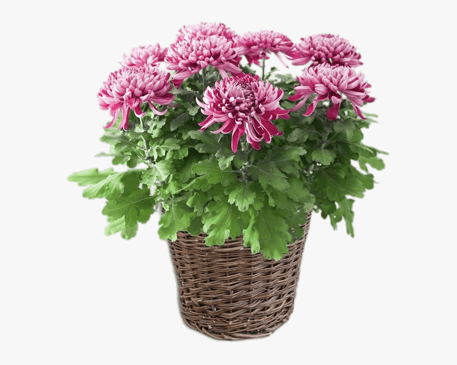 Potted Pink Chrysanthemum - Maceta Png, Transparent Clipart