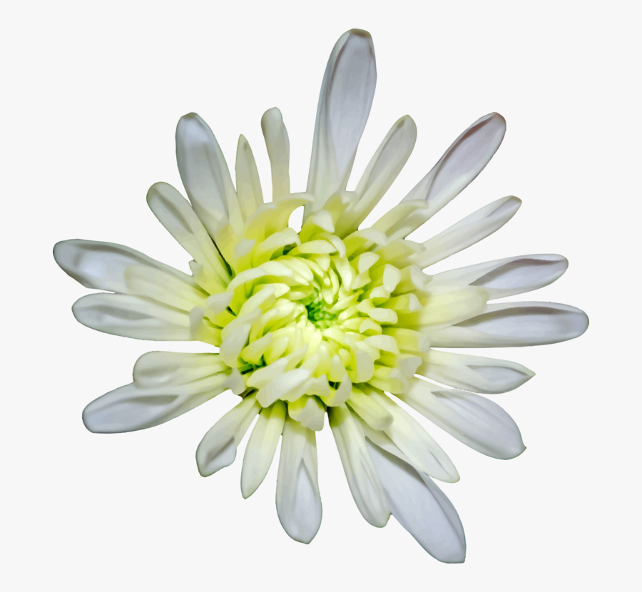 Chrysanths,plant,flower - Heath Aster, Transparent Clipart