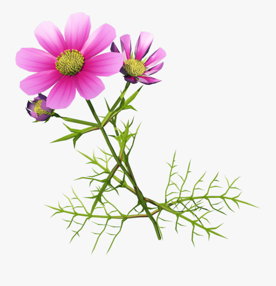Clip Art Cosmos Flowers Photos - Wild Transparent Background Cosmos Flower, Transparent Clipart