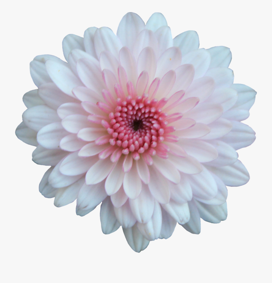 Chrysanthemum Flowers Png Free Download - Pink And White Flower Png, Transparent Clipart