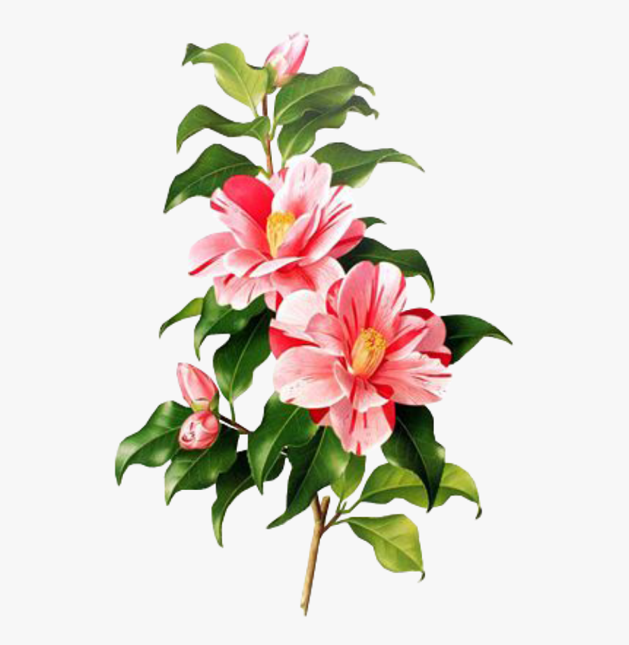 Camellia Botanical Print Clipart , Png Download - Overlays For Edits Png, Transparent Clipart