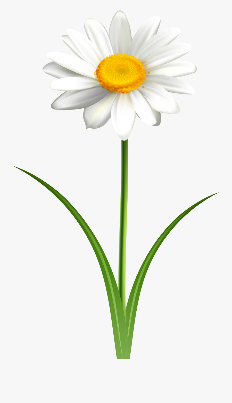 Daisy Transparent Background Flower Transparent, Transparent Clipart