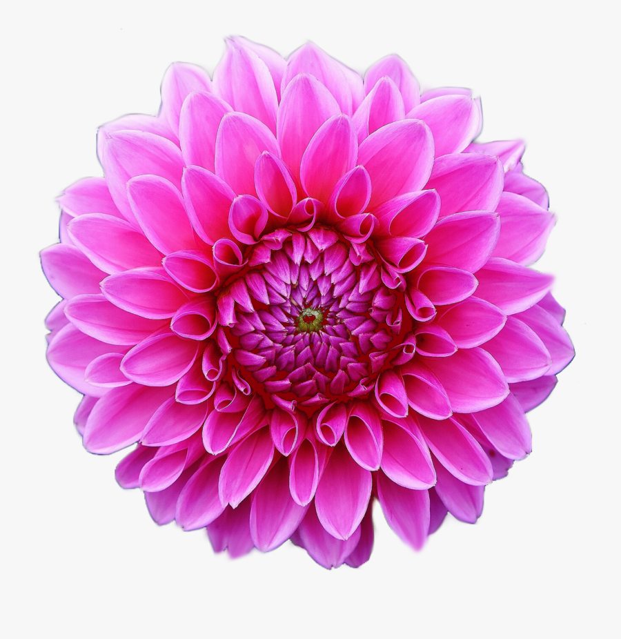 Clip Art Dahlia Clipart - Dahlia Flower Transparent Background, Transparent Clipart