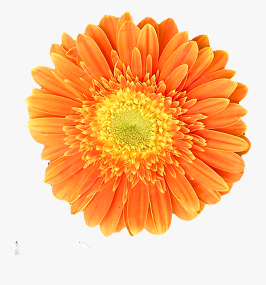Clip Art Orange Chrysanthemum Transvaal Flower - Barberton Daisy, Transparent Clipart
