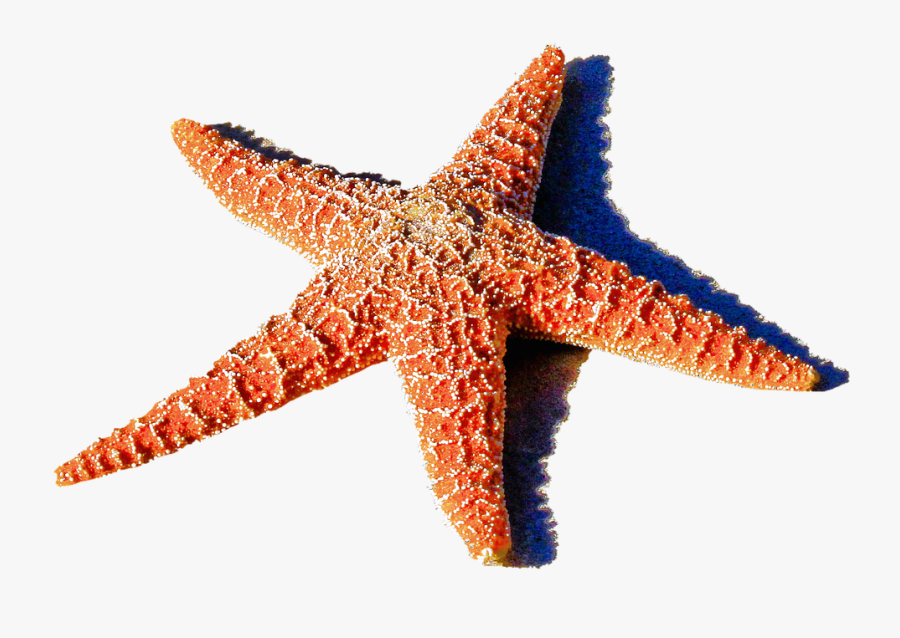 Red Starfish Png 1459k Clipart Panda Free Clipart Images - Global Citizenship Marine Environment, Transparent Clipart
