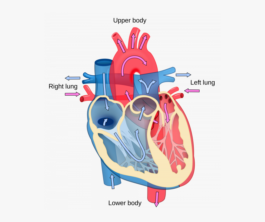 Anatomical Heart Png Transparent Png Images - Heart Diagram Middle School, Transparent Clipart