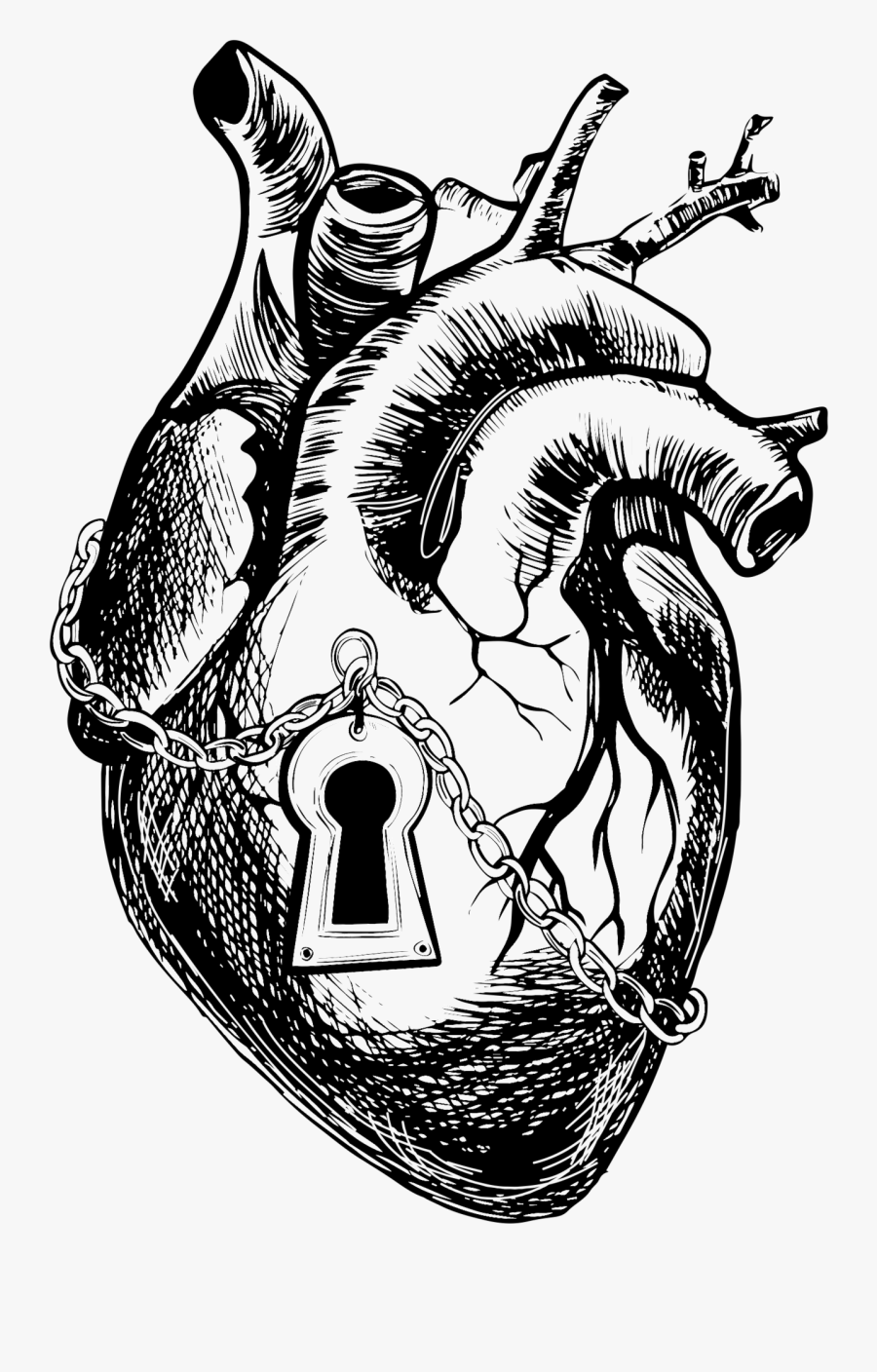 Anatomy Drawing Transparent Heart, Transparent Clipart