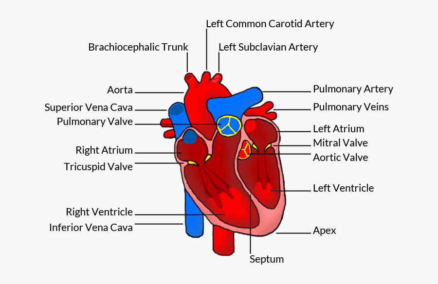 Transparent Real Heart Clipart - Human Heart, Transparent Clipart