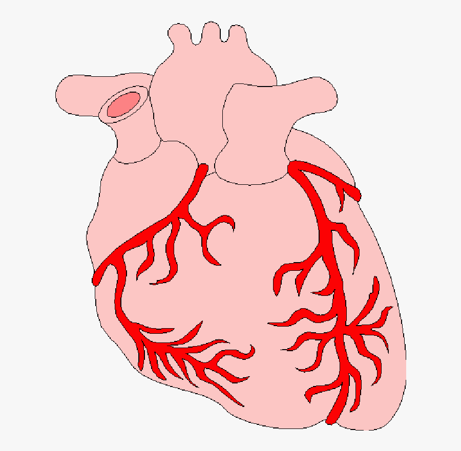 Anatomy Of The Heart Clipart - Heart, Transparent Clipart
