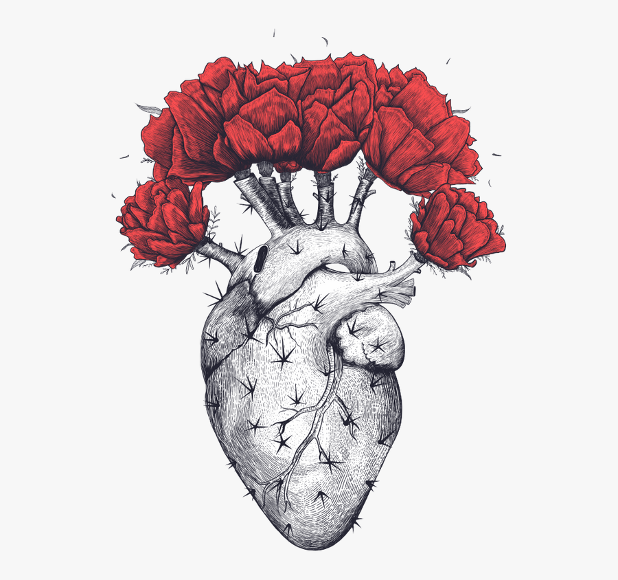 Transparent Anatomical Heart Clipart - Valeriya Korenkova, Transparent Clipart