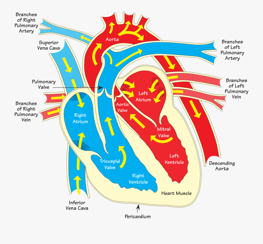 Annotated Heart Diagram, Transparent Clipart