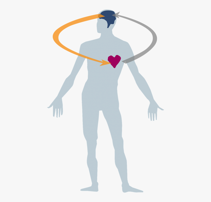 Transparent Body Heart Clipart - Herz Geist Seele Leib, Transparent Clipart