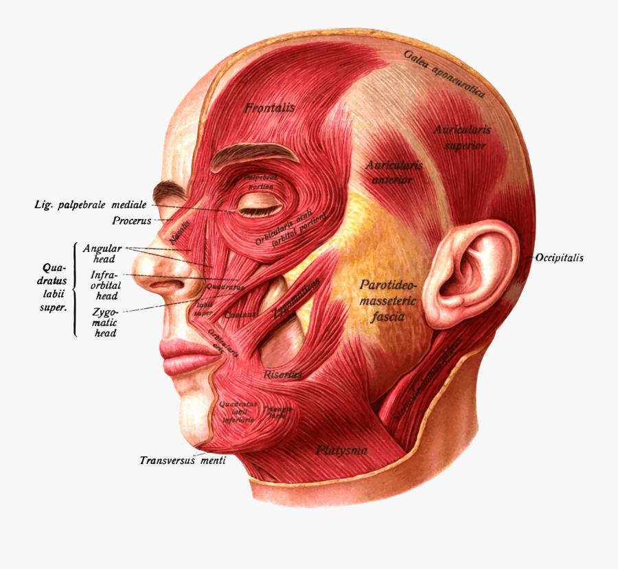 Clipart - Muscle Defect Dimples, Transparent Clipart