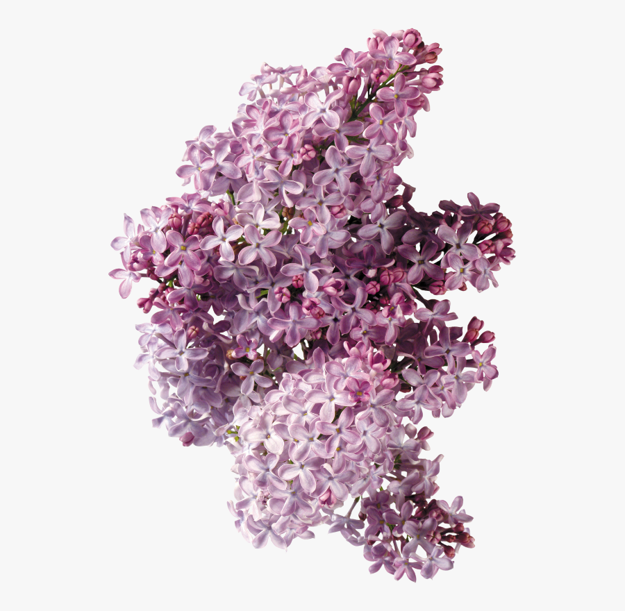 Lilac Flower Phlox Clip Art - Сирень Листья, Transparent Clipart