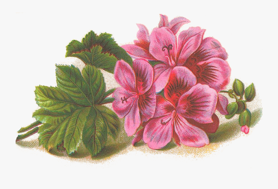 Lilac Png Hd - Geranium Flower Clip Art, Transparent Clipart