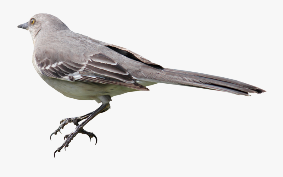 Bird Png Png Download - Mockingbird Png, Transparent Clipart