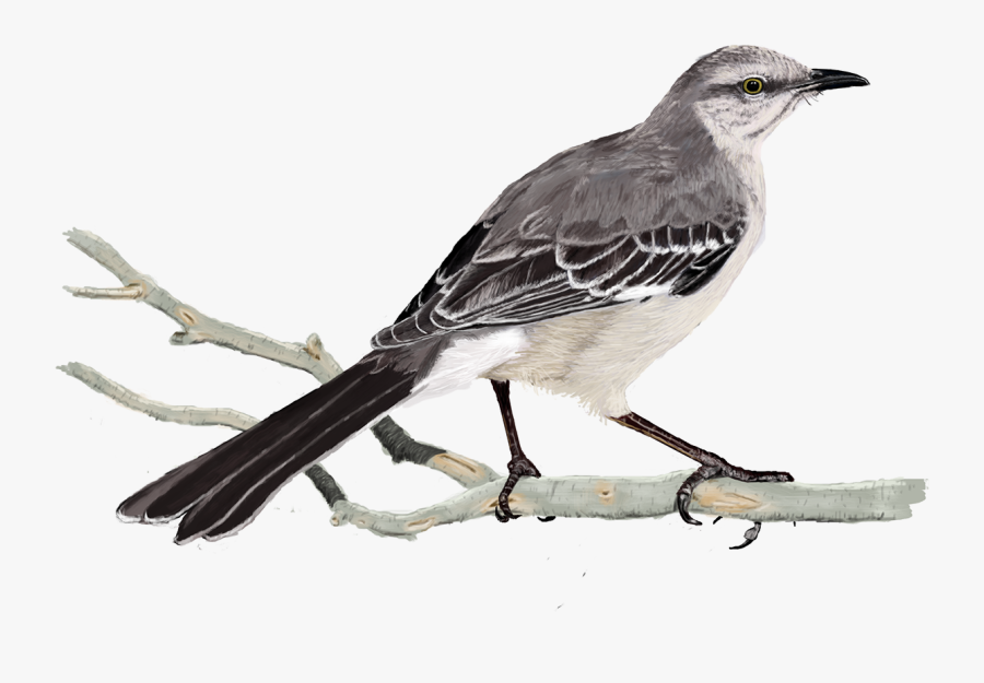 Transparent Mockingbird Png - Northern Mockingbird Png, Transparent Clipart