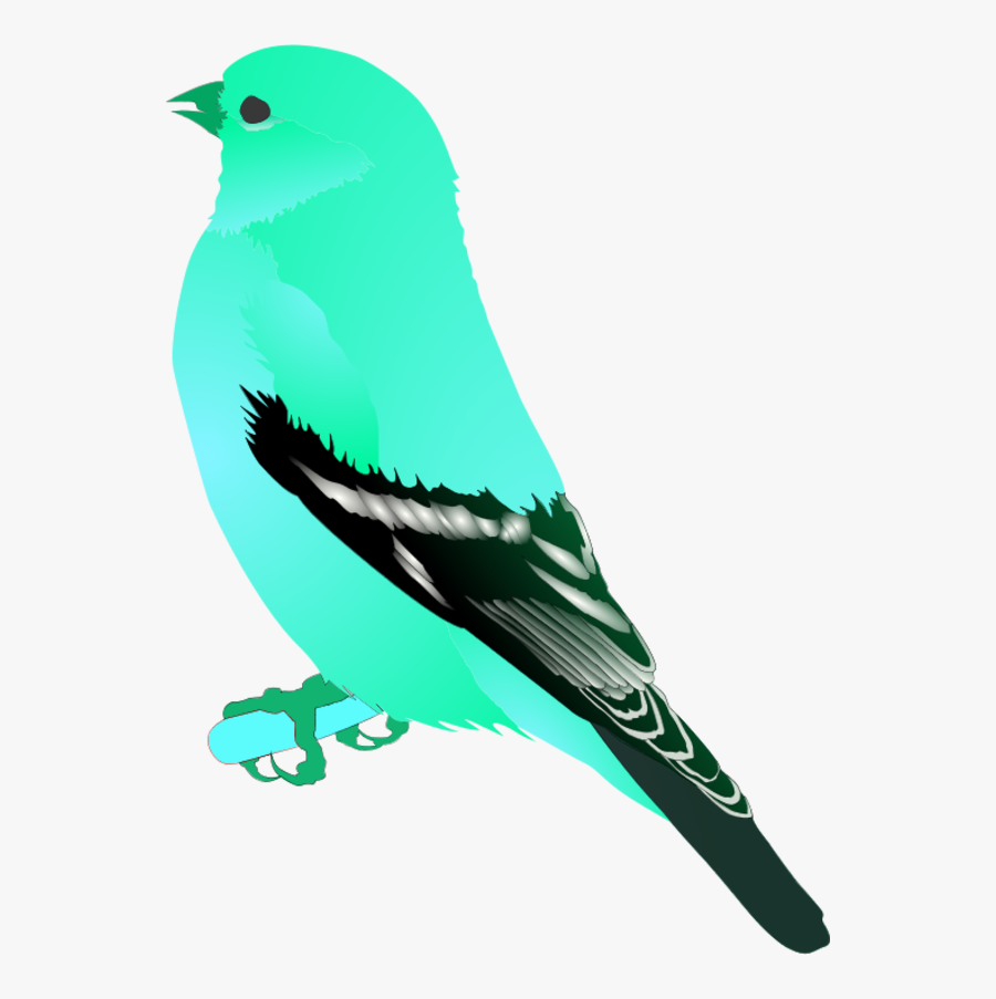 Mockingbird Clipart Florida - Goldfinch Png, Transparent Clipart