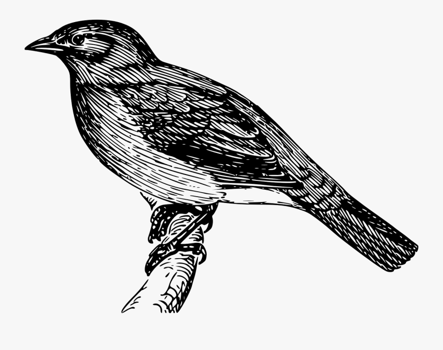 Bird, Perched, Tree, Branch, Perch, Perching, Avian - Bülbül Png, Transparent Clipart