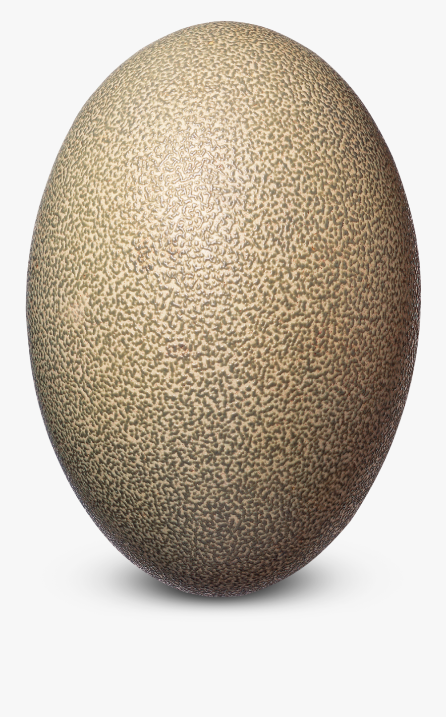 Clip Art Mockingbird Egg - Ostrich Egg Transparent, Transparent Clipart