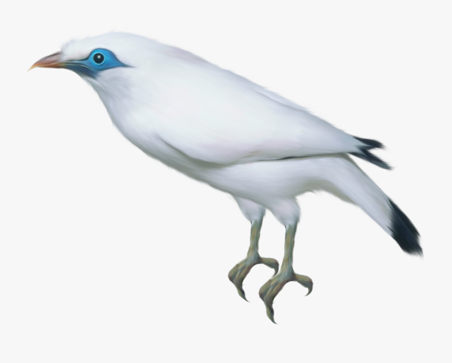 Tipos De Aves, Transparent Clipart