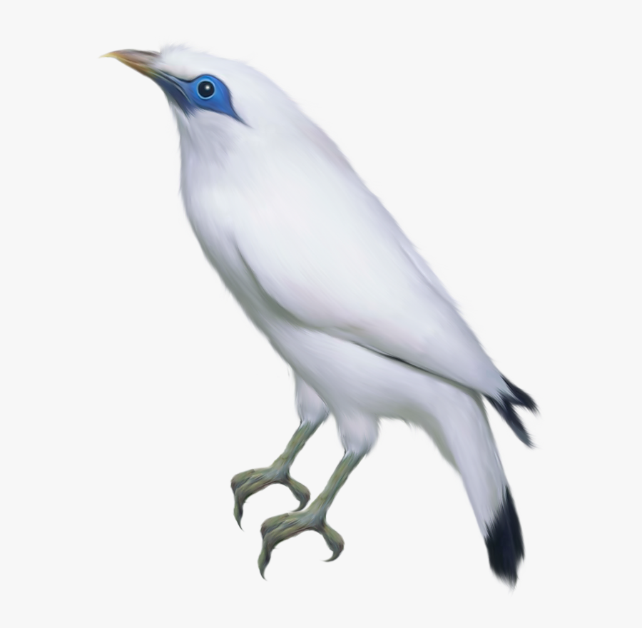 Transparent Mockingbird Clipart - Bird Flying Transparent Gif Png, Transparent Clipart