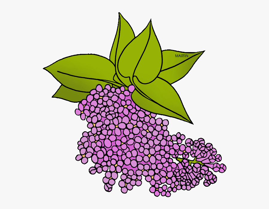 State Flower Of New Hampshire - New Hampshire State Flower Drawing, Transparent Clipart