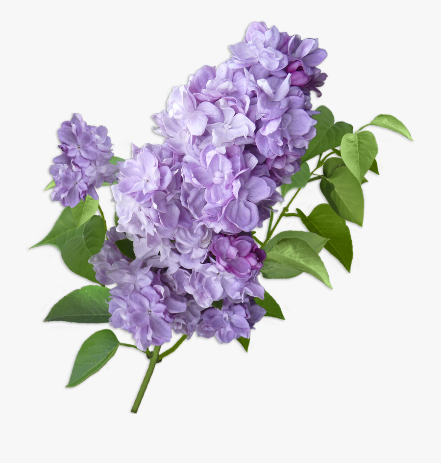 Lilac Cut Flowers Violet Hydrangea - Clip Art, Transparent Clipart