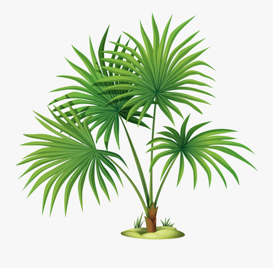 Palm Tree Leaves Clipart , Png Download - Fan Palm Vector, Transparent Clipart